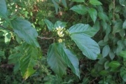 <strong>Grewia crenata - Ramon, Laurence - 75</strong><br />© Ramon, Laurence